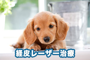 ヘルニア治療